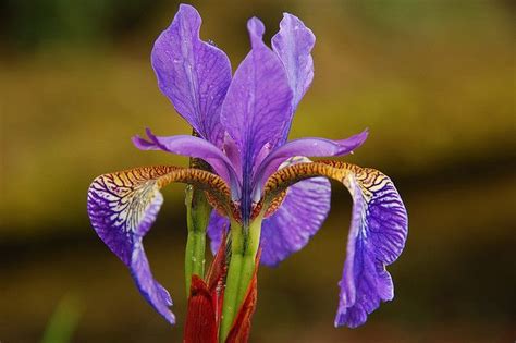 Purple Iris Flower - France