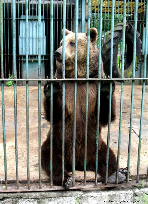 Sad Zoo Animals In Cages | Wallpapers Gallery