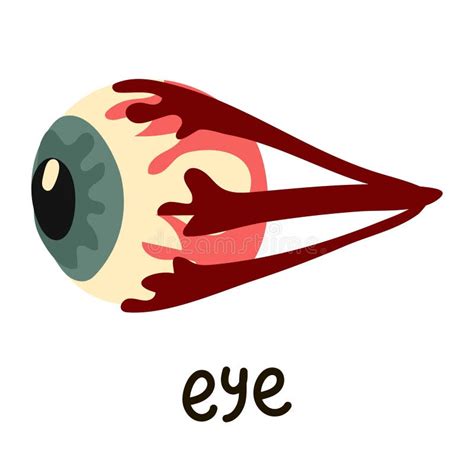 Illustration of the Eyeball Anatomy in a Simple Cartoon Style. Anatomy Training Stock ...