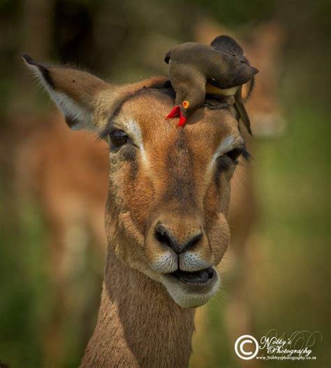 Oxpecker Facts, Information & Video Learn More about the African Wildlife