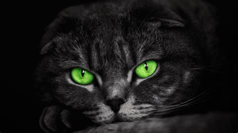 Download Green Eyes Animal Cat 4k Ultra HD Wallpaper
