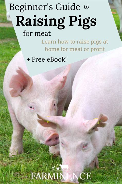 Raising Pigs for Meat- A Guide to Raising Pigs for Meat Production | Pig rearing, Raising pigs, Pig