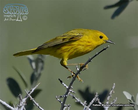 2017-07-12 Mono Lake Birds | shadeTreeImaging