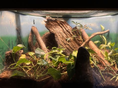 Is this zoo’s anole set up appropriate? : r/Anoles