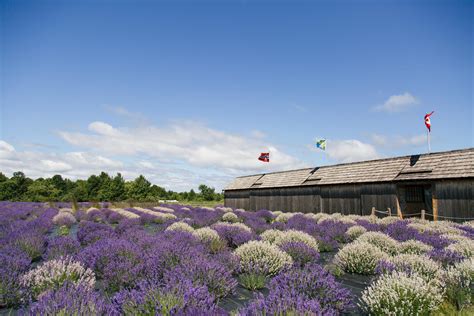 Washington Island Lavender Fields