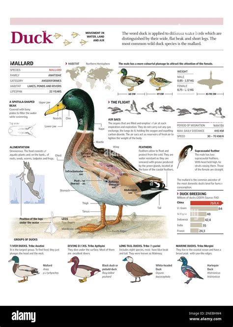 Infographics of the anatomy, flight, habitat and diet of mallard, general classification of ...