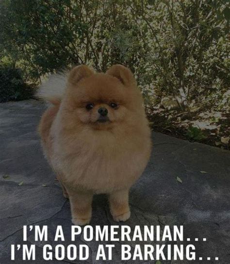 17 Best Pomeranian Memes - PetTime