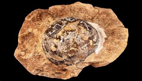 Great Facts: The first dinosaur eggs were soft and leathery