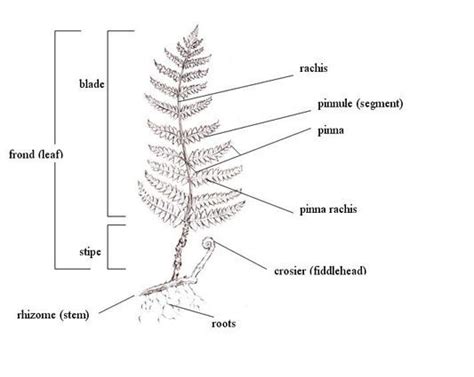 Drawing of ferm showing frond (leaf), which is made up of the blade and ...