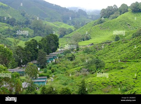 Tea Plantation, Cameron Highlands, Malaysia Stock Photo - Alamy