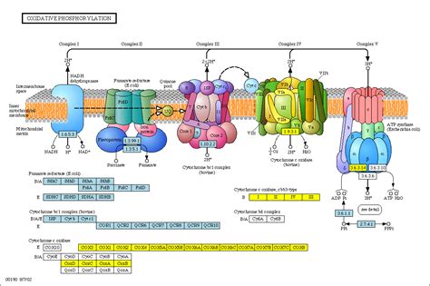 The electron transport chains of both the light reactions of photosynthesis (in plants) and ...