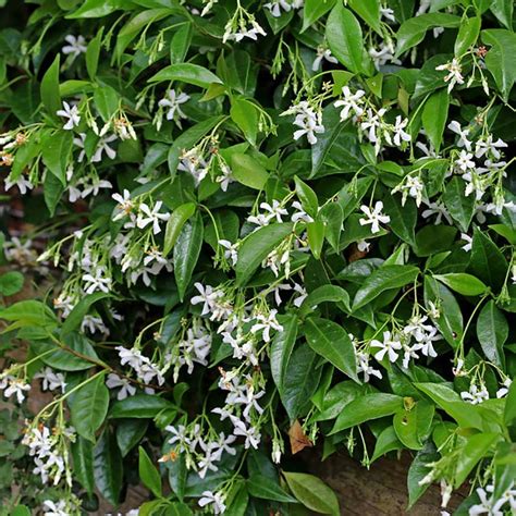 Buy Trachelospermum jasminoides from Fernview Nurseries