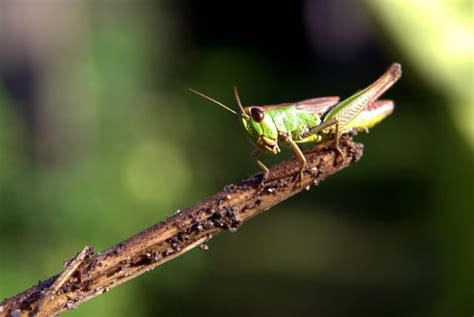 Pinhead Crickets For Feeding – Helpful & Informative Blogs