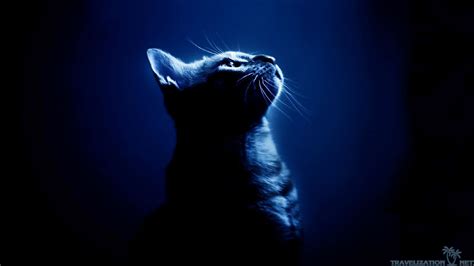 Bonitos Fondos De Pantalla Para Computadora De Gatos / Imagen de gato ...