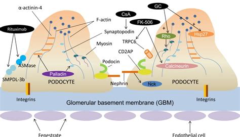 Glomerular Basement Membrane Layers