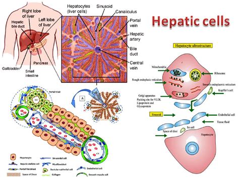 Hepatocytes Structure