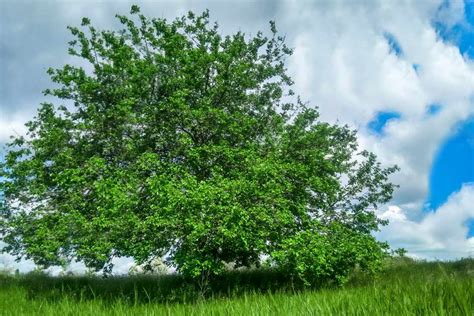 How to Grow and Care for Red Mulberry Trees