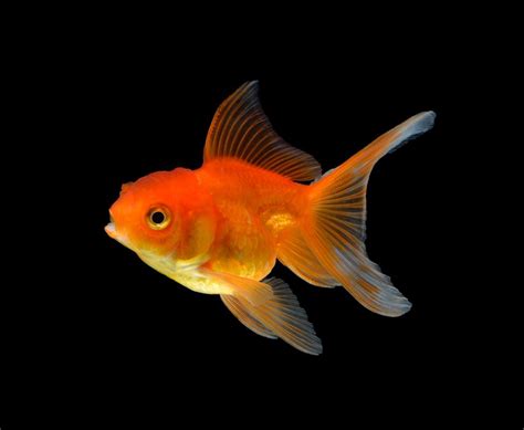 Tips for Fancy Goldfish - Hikari Sales USA