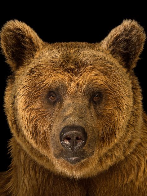 Top 113 + Bear national animal of which country - Inoticia.net