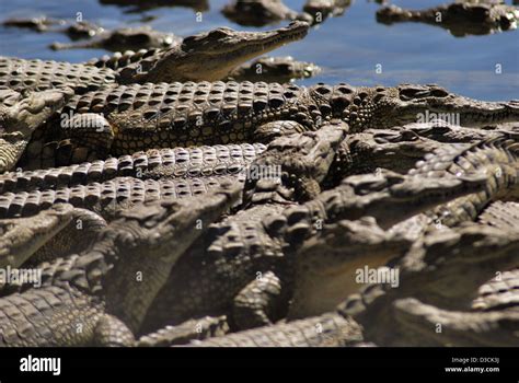 Malawi crocodile hi-res stock photography and images - Alamy