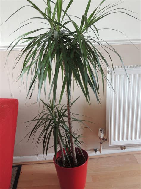 House Plants Tree - Viewing Gallery