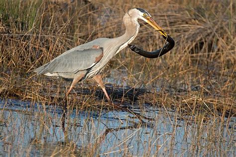 A Life and Death Battle "GB Heron vs a Greater siren Salamander": Nature and Wildlife ...