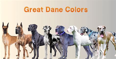 Great Dane Coat and Color Varieties - PetHelpful