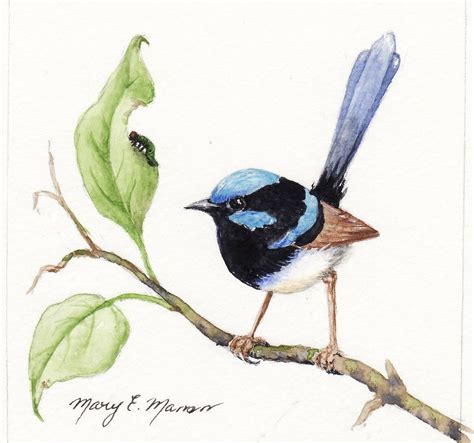 Blue wren in a nestbird | superb blue wren watercolour variegated wren watercolo Water Painting ...