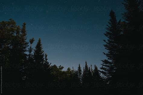 "Pine Trees At Night" by Stocksy Contributor "Joe St.Pierre" - Stocksy