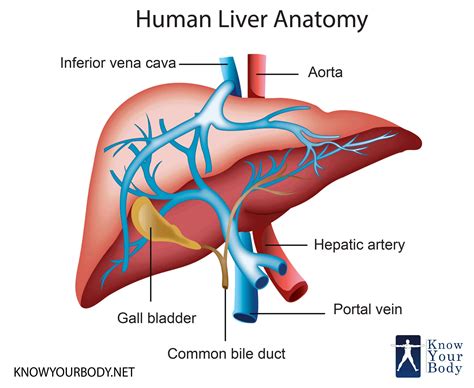 Curcumin- Cirrhosis of the Liver - PeopleBeatingCancer