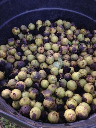 Black Walnut Harvesting & Processing | Wild food foraging, Edible wild plants, Black walnut tree