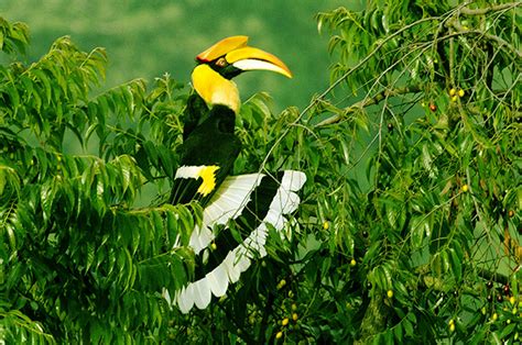 Gallery | Malabar Hornbill Holidays