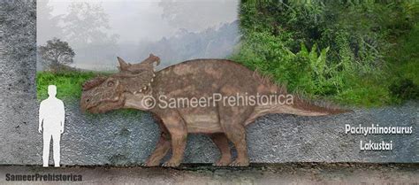 Pachyrhinosaurus Size by SameerPrehistorica on DeviantArt