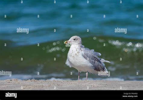 European herring gull Stock Photo - Alamy