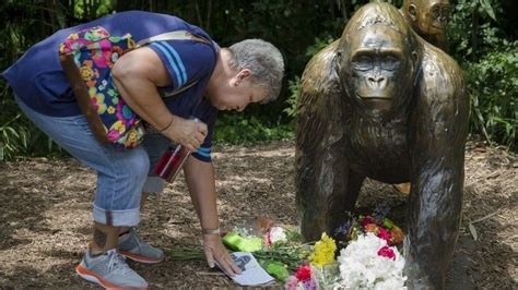 Harambe gorilla killing: Zoo defends shooting - BBC News