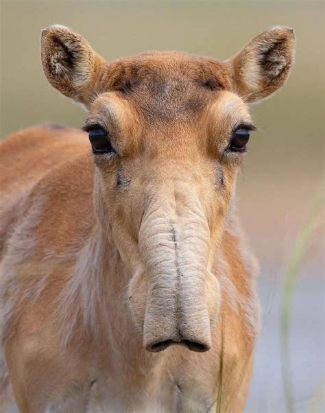 My totem name is a saiga. It's characterisitcs is perseverance ...