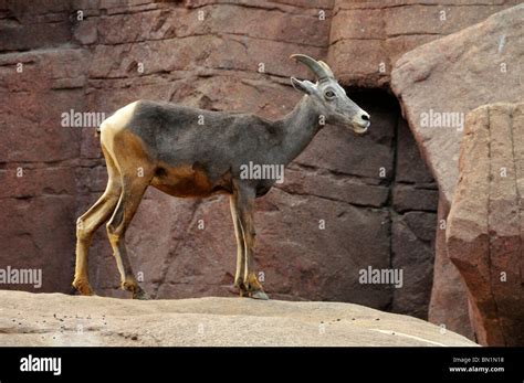 Ovis canadensis, Bighorn Sheep Stock Photo - Alamy