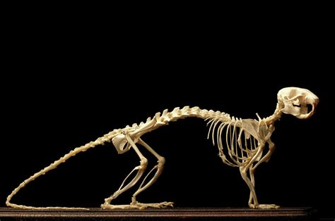 Brown Rat Skeleton Photograph by Mauro Fermariello/science Photo Library