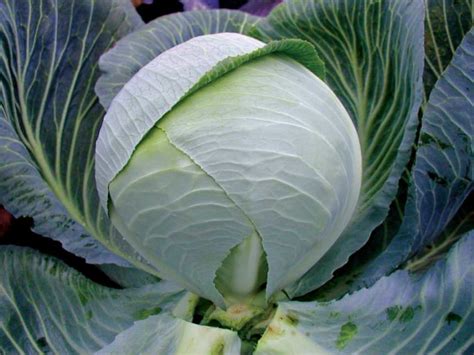 15 Cabbage Varieties You Should Know About - Growing Produce