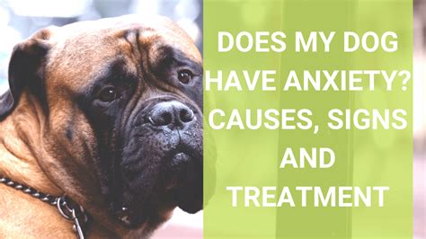 Does My Dog Have Anxiety? Causes, Signs and Treatment