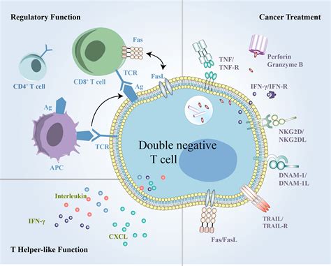 Frontiers | CD3+CD4-CD8- (Double-Negative) T Cells in Inflammation, Immune Disorders and Cancer