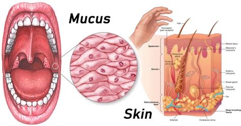 Mucous Membranes