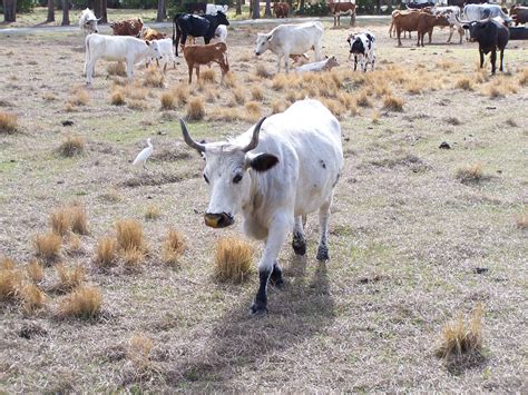 Florida "Cracker Cattle" | Babcock Ranch, Florida, USA. Flor… | Flickr