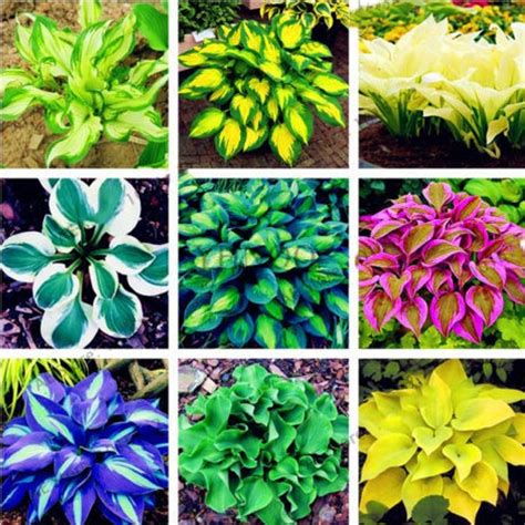 Colorful Hosta Seeds - Pure Bonsai