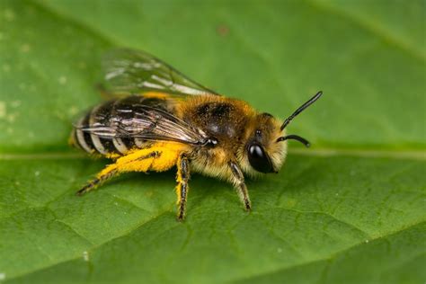 For the love of solitary bees and their impact on Canadian ecosystems - Cottage Life