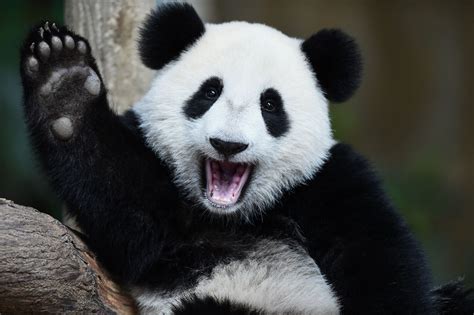 Giant pandas are no longer an endangered species | WIRED UK