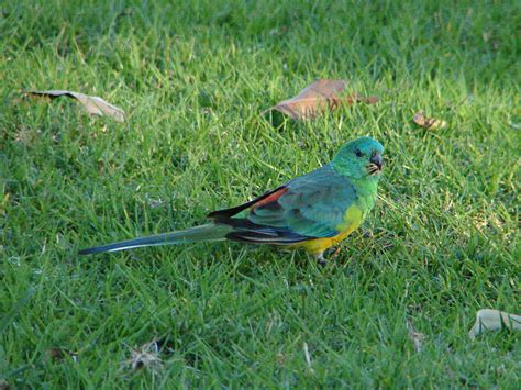 Red-rumped Parrot | A male Red-rumped Parrot feeding in a pa… | Flickr