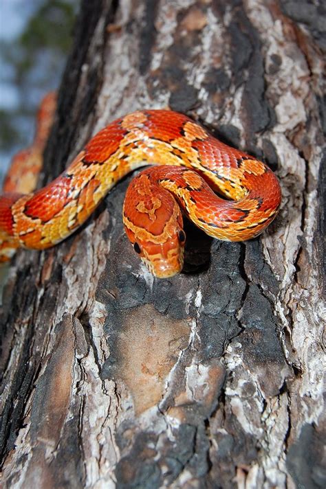 33 best Florida snakes images on Pinterest | Snakes, Snake and Reptiles