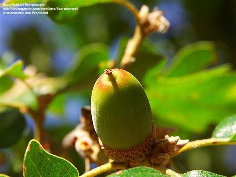 PlantFiles Pictures: Oregon White Oak, Garry Oak (Quercus garryana) by Scorpioangel