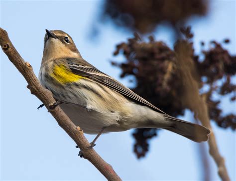 Yellow-rumped Warbler (female): 21 February 2016, Dameron Marsh Park, Northumberland County, VA ...